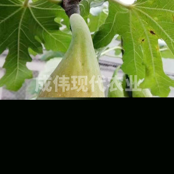˹o