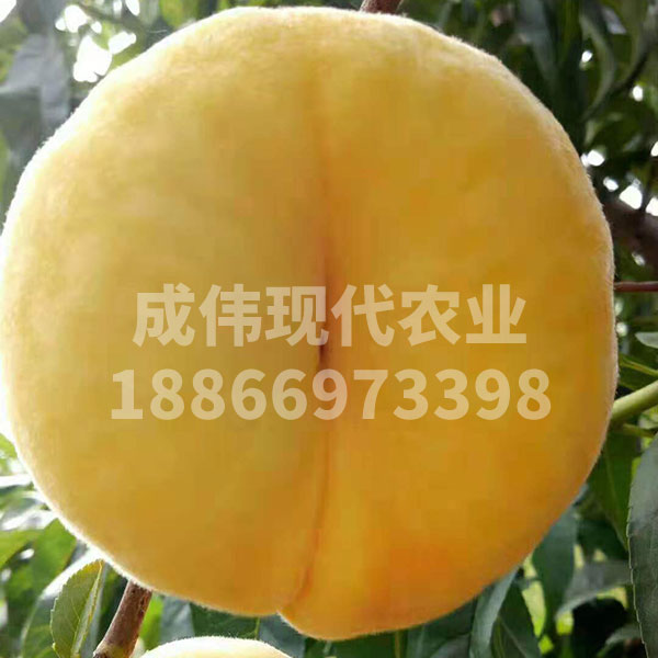 Së4̖